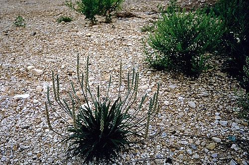 Plantago rhodosperma